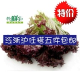 新鲜蔬菜 红叶生菜 罗莎红紫叶生菜 500g 沙拉菜 江浙沪三斤包邮