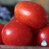 农家自种新鲜有机大番茄绿色类蔬菜西红柿自然熟现摘现卖5斤包邮