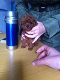 出售 纯种小体玩具体深红色泰迪幼犬宠物狗狗 家养繁殖 健康