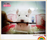 KiMi萌宠 龙猫粉白 双满月龙猫活体 自家繁殖健康只限北京自取