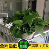 绿萝吊兰大号新房办公室内客厅除味盆栽水培植物吸甲醛雾霾北京