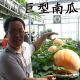 巨型南瓜种子 山东寿光国产巨型南瓜种子 蔬菜 套餐批发  包邮