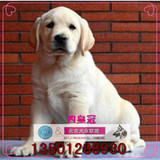 拉布拉多犬纯种幼犬出售白色黑色导盲犬巡回猎犬宠物狗神犬小七D1