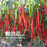 香辣大金条30粒 菜籽 蔬菜种子 阳台种菜 辣椒种子 特辣 盆栽种子