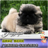 只售精品 纯种京巴犬幼犬 出售北京犬狮子狗宠物狗欢迎来狗场选购