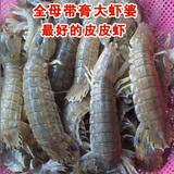 新鲜海鲜水产虾婆鲜活虾姑琵琶虾虾爬子皮皮虾活富贵虾鲜活螳螂虾