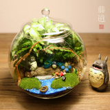 大带盖龙猫苔藓微景观玻璃球DIY生态瓶盆栽生日礼物桌面植物包邮