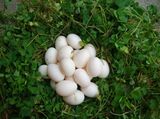 鸽子蛋 新鲜10枚崇明生态农家散养土鸽蛋宝宝孕妇辅食 五谷杂粮