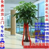 重庆同城花卉开业发财树大植物室内办公室盆栽除甲醇甲醛净化空气