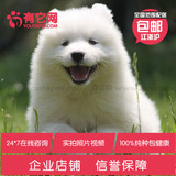 有它网 宠物狗狗萨摩耶犬幼犬中大型雪橇犬出售活体纯种健康2
