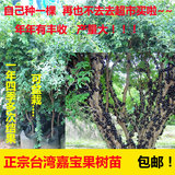 台湾正宗嘉宝果树苗盆地栽绿色植物亚热带果树苗庭院种植门前绿化