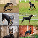 15个JPG 杜宾犬 宠物犬 高清图片 设计素材 2016051926