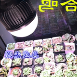 led植物生长灯全光谱多肉兰花育苗大棚蔬菜植物补光灯包邮