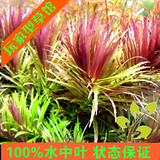 亚马逊水景馆 紫三角叶 水草 100%水中叶鱼缸造景必备