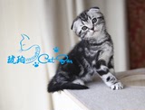 【琥珀】cfa带证书苏格兰折耳猫美国短毛猫银虎斑 mm母宠物有视频