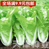 台湾快菜F1种子小白菜蔬菜种子各地可播易栽培25天收获-9.9元包邮