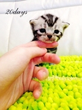 【VOYAGE CATTERY】CFA美国短毛猫 标准银虎斑MM 甜甜（sold）