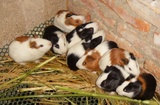 荷兰猪宝宝 葵鼠 活体豚鼠 天竺鼠 彩豚 1-2个月大 包活
