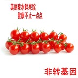 海南农产品 陵水千禧圣女果 樱桃番茄 小西红柿 新鲜水果3斤包邮