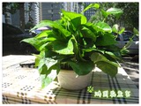 绿萝吊兰盆栽净化空气除甲醛 装修必备植物可水培 绿航绿萝