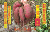 越南迷你小紫薯5斤装 新鲜蔬菜小番薯红薯山芋粗粮 紫薯干