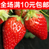 秋播种盆栽蔬菜种子奶油草莓水果草梅四季家庭夏季阳台四季播菜籽
