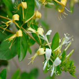 盆栽花卉室内植物 金银花苗木 盆景树桩芳香透达叶和花都可泡茶