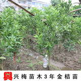 【兴梅】3年金橘/金桔柑橘苗果树苗当年挂果庭院植物绿化盆景盆栽