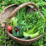 农家自种新鲜蔬菜黄瓜 番茄 蒌蒿 莴苣 西葫芦 芹菜 苋菜青椒