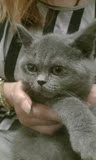 家养宠物猫纯种英国短毛俄罗斯蓝猫 蓝白猫双色正八字ddmm白菜价