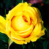 黄玫瑰 玫瑰苗 盆栽室内花卉 盆栽玫瑰花苗 4年大苗 当年开花
