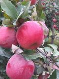 现货新疆阿克苏冰糖心苹果净重10斤包邮阿克苏苹果红旗坡新鲜水果