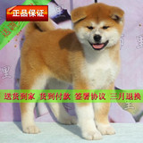 秋田犬纯种血统幼犬八公犬日本忠犬宠物狗货到付款包邮出售X88