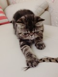 【小天使猫舍】短毛猫 加菲猫 CFA血统猫 纯种猫 波斯猫 棕虎斑DI
