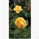 云南品种黄玫瑰盆栽四季开花种苗《金香玉》，包对色带土发货
