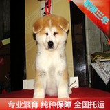 纯种秋田犬忠犬八公日系宠物狗北京可送货实物精品种公对外配种