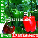 阳台五彩椒种子 盆栽蔬菜观果彩色甜椒 四季播种辣椒种子10元包邮