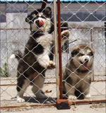 出售赛级阿拉斯加雪橇犬巨型纯种阿拉斯加犬幼犬灰色桃脸宠物狗狗