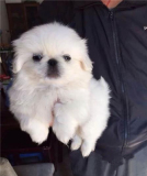 出售纯种北京京巴幼犬赛级宫廷犬超可爱长不大雪白的宠物狗狗47