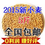 2015年新小麦粒 农家自产优质有机小麦  饲料小麦 麦子 500g
