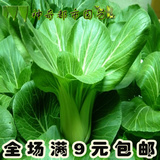 四季小油菜种子蔬菜种子菜籽小青菜春季种阳台种菜盆栽20天熟