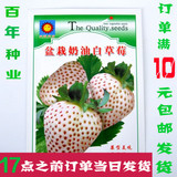 包邮蔬菜水果四季奶油草莓种子白草莓种籽套餐阳台庭院盆栽500粒