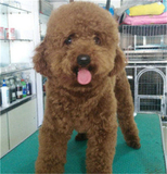 泰迪幼犬出售纯种茶杯泰迪犬长不大的活体泰迪狗狗宠物狗狗82