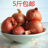 15年新货正宗黑龙江农家自种鬼子毛葱红葱头营养价值高5斤包邮