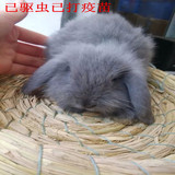 长毛灰色纯种垂耳兔宠物兔 垂耳兔宝宝 荷兰垂耳兔垂耳兔活体