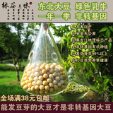 东北黑龙江农家自种黄豆非转基因大豆笨黄豆发豆芽打豆浆有机250g