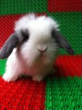 情人节礼物垂耳兔活体宠物兔子 垂耳兔宝宝 疫苗以打猫猫兔可以挑