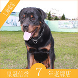 纯种罗威纳犬宠物狗狗活体幼犬公短毛上海爱家宠物训练学校A28