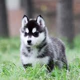西伯利亚雪橇犬哈士奇犬幼犬纯种活体家养宠物狗三火蓝眼赛级12