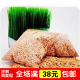 宠易佳 高发芽率纯天然猫草种子/猫咪零食大麦种子500g  8196